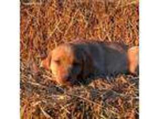 Labrador Retriever Puppy for sale in Craig, CO, USA