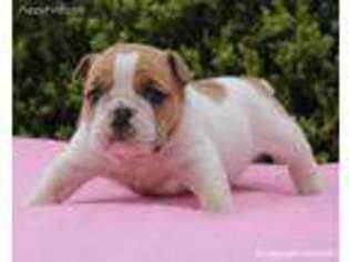 Bulldog Puppy for sale in Liberty, KY, USA