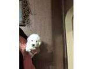 Bichon Frise Puppy for sale in Edinburg, PA, USA
