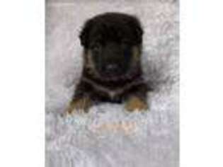 German Shepherd Dog Puppy for sale in Athens, GA, USA