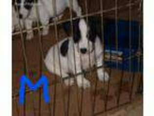 Jack Russell Terrier Puppy for sale in Newcastle, CA, USA