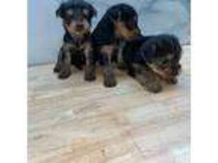 Yorkshire Terrier Puppy for sale in Fort Washington, MD, USA