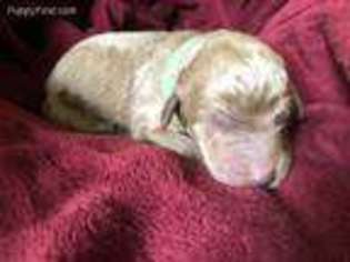 Mutt Puppy for sale in Huntington, WV, USA