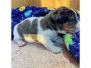Jack Russell Terrier Puppy for sale in Floral City, FL, USA