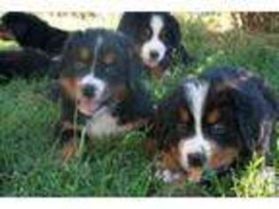 Bernese Mountain Dog Puppy for sale in WILTON, CA, USA