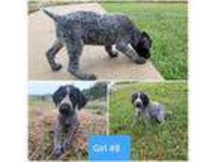 German Shorthaired Pointer Puppy for sale in Sparta, NC, USA