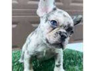 French Bulldog Puppy for sale in Monroe, GA, USA