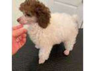 Mutt Puppy for sale in Elberta, AL, USA
