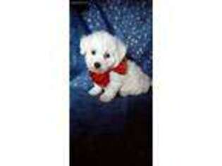 Bichon Frise Puppy for sale in Collins, MO, USA
