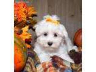 Maltese Puppy for sale in Memphis, MO, USA