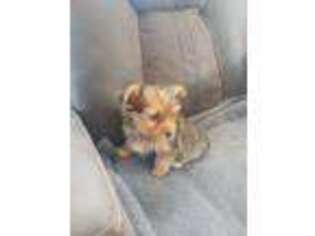 Yorkshire Terrier Puppy for sale in Binghamton, NY, USA