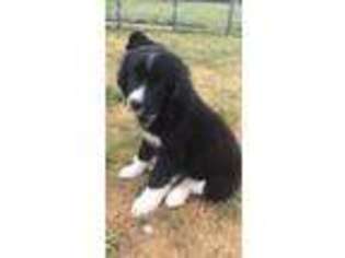 Newfoundland Puppy for sale in Archbold, OH, USA