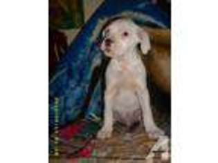 American Bulldog Puppy for sale in CARBONDALE, IL, USA