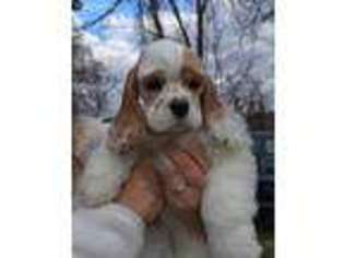 Cocker Spaniel Puppy for sale in Minot, ND, USA