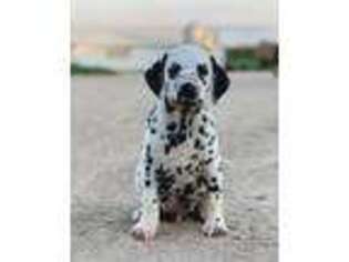Dalmatian Puppy for sale in Lake City, MN, USA