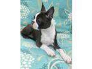 Boston Terrier Puppy for sale in Newark, OH, USA