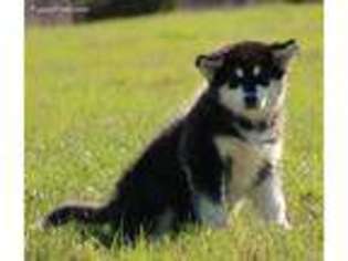 Alaskan Malamute Puppy for sale in Sulphur Springs, TX, USA