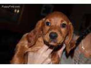 Irish Setter Puppy for sale in Delran, NJ, USA