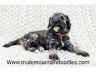 Labradoodle Puppy for sale in Sierra Vista, AZ, USA