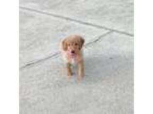 Mutt Puppy for sale in Myakka City, FL, USA