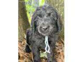 Goldendoodle Puppy for sale in High Springs, FL, USA