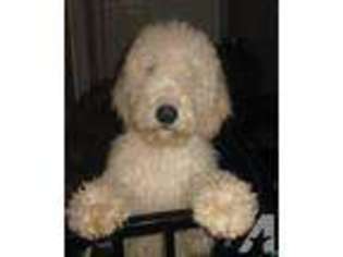 Labradoodle Puppy for sale in WEST MILFORD, NJ, USA