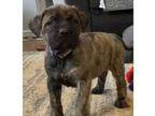 Mastiff Puppy for sale in Bristol, TN, USA