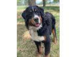 Bernese Mountain Dog Puppy for sale in El Campo, TX, USA