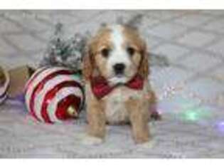 Cavapoo Puppy for sale in New Paris, IN, USA