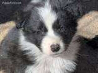 Australian Shepherd Puppy for sale in Leamington, UT, USA