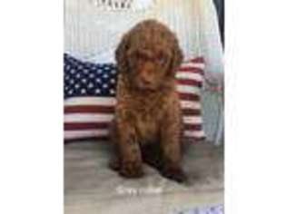 Mutt Puppy for sale in Spencerville, OH, USA
