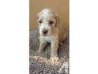 Goldendoodle Puppy for sale in PALO CEDRO, CA, USA