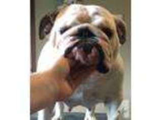 Bulldog Puppy for sale in SEWARD, NE, USA