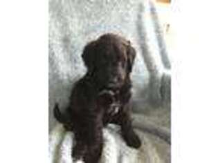 Goldendoodle Puppy for sale in Sterling, MA, USA