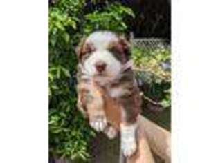 Australian Shepherd Puppy for sale in North Hills, CA, USA