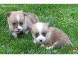 Pembroke Welsh Corgi Puppy for sale in Orting, WA, USA