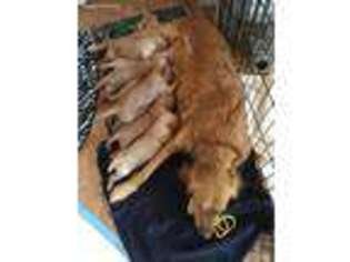 Golden Retriever Puppy for sale in Montevallo, AL, USA