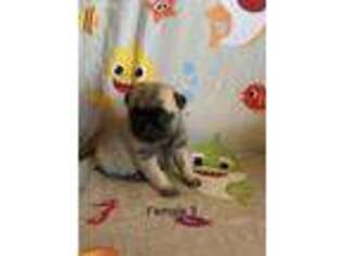 Pug Puppy for sale in Scottsville, KY, USA