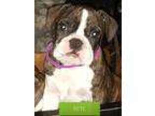 Bulldog Puppy for sale in East Peoria, IL, USA