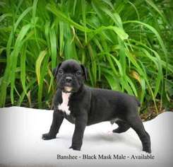 Boxer Puppy for sale in Philomath, OR, USA