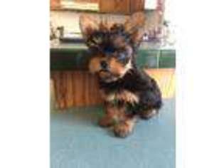 Yorkshire Terrier Puppy for sale in Egg Harbor Township, NJ, USA