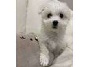 Bichon Frise Puppy for sale in Flushing, NY, USA