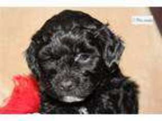 Shih-Poo Puppy for sale in Pueblo, CO, USA