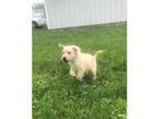 Labrador Retriever Puppy for sale in Fostoria, OH, USA