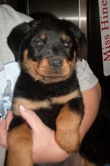 Rottweiler Puppy for sale in Hinesville, GA, USA