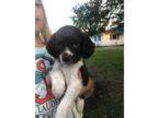 Brittany Puppy for sale in Garber, IA, USA