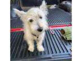 West Highland White Terrier Puppy for sale in Tavares, FL, USA