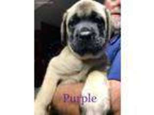 Mastiff Puppy for sale in Moore, SC, USA