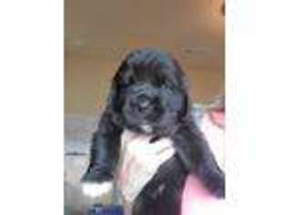 Newfoundland Puppy for sale in Milton, FL, USA