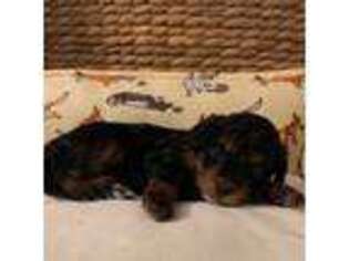 Cavapoo Puppy for sale in Panama City Beach, FL, USA